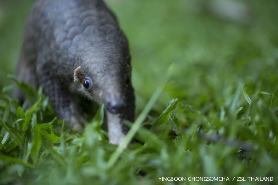 ทำไมวัยรุ่น ชอบกินเนื้อสัตว์ป่า…มันใช่รึ!