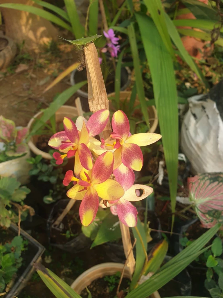 9 บทสวดมนต์เสริมมงคลชีวิตโชคดีตลอดปี2566