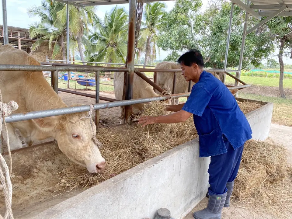 สหกรณ์โคเนื้อสุรินทร์วากิวยางสว่างสุรินทร์ ยึด "เศรษฐกิจพอเพียง" ลดต้นทุน