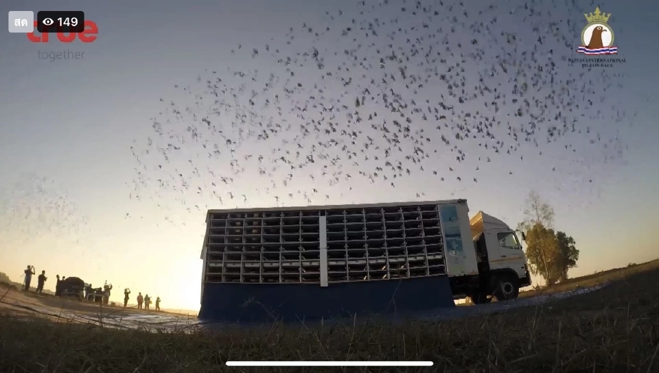 การแข่งขันนกพิราบแข่งนานาชาติพัทยา