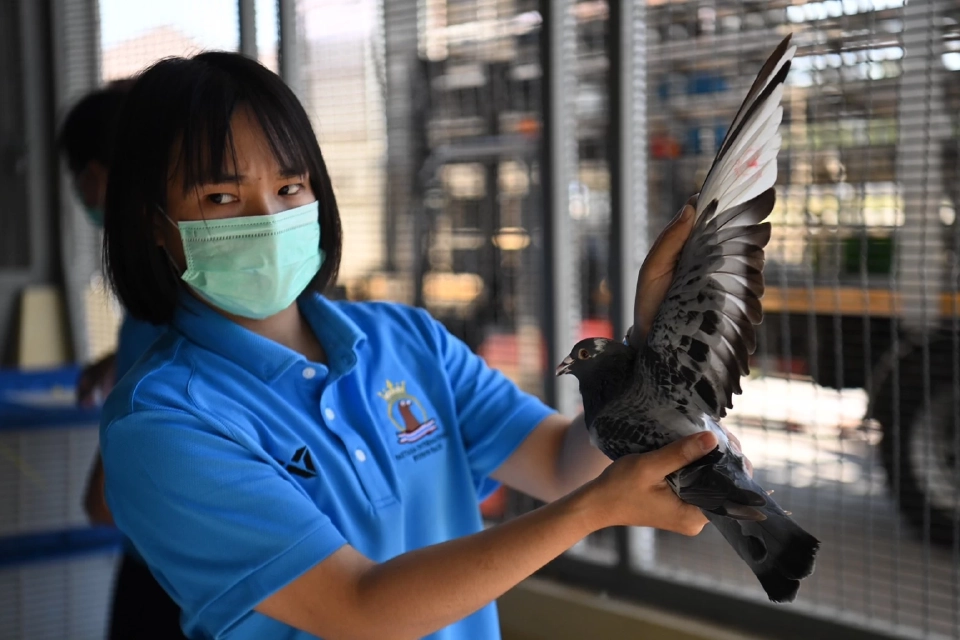 การแข่งขันนกพิราบแข่งนานาชาติพัทยา