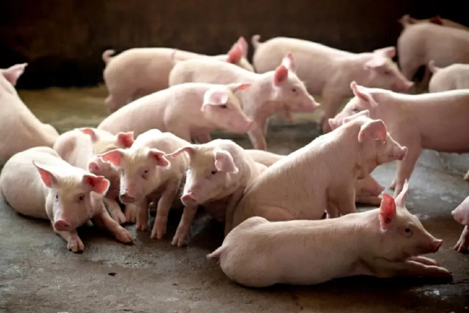 ยกระดับมาตรฐานฟาร์มหมู การบริโภคเชิงคุณภาพ ของดีที่ต้องจ่ายเพิ่ม