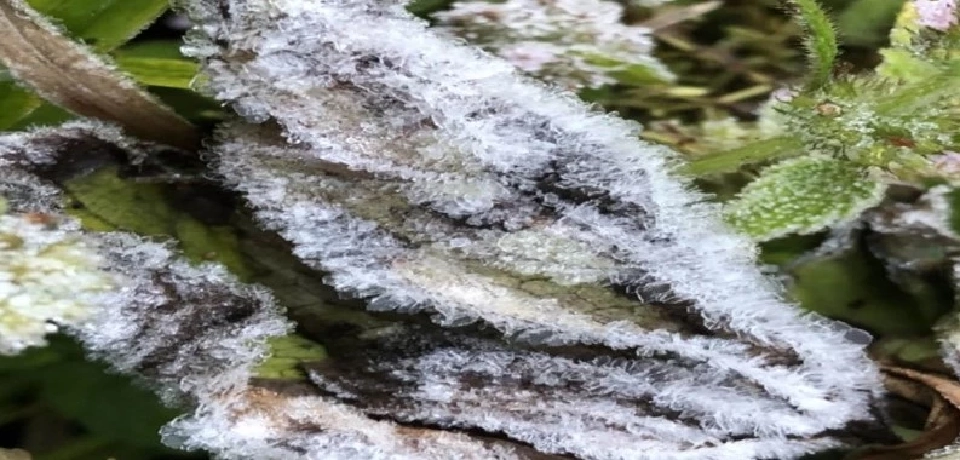 ฮือฮา “เหมยขาบ” แรกแห่งปี 65 ที่อุณหภูมิ 6 องศากิ่วแม่ปาน ยอดดอยอินทนนท์