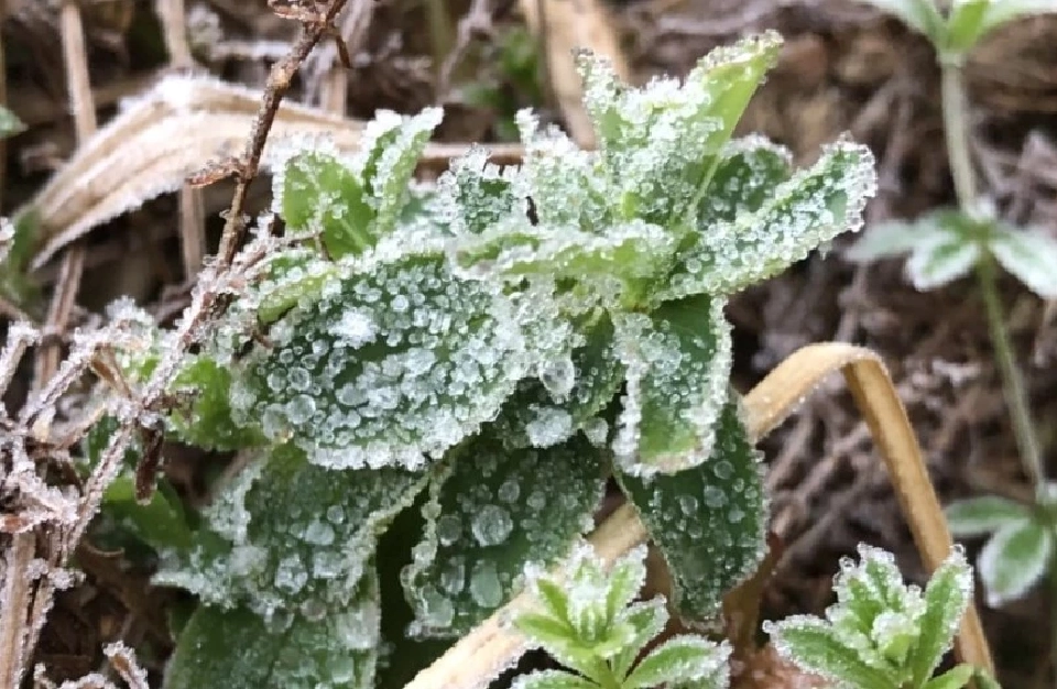 ฮือฮา “เหมยขาบ” แรกแห่งปี 65 ที่อุณหภูมิ 6 องศากิ่วแม่ปาน ยอดดอยอินทนนท์