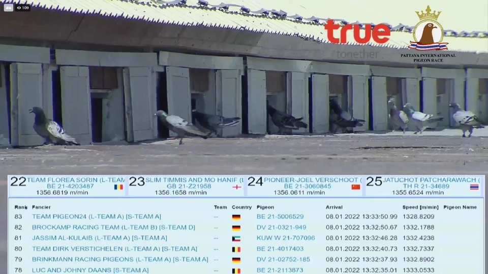 การแข่งขันนกพิราบแข่งนานาชาติพัทยา