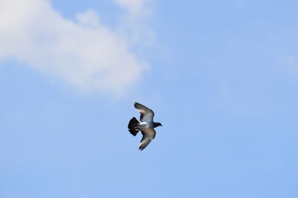 การแข่งขันนกพิราบแข่งนานาชาติพัทยา