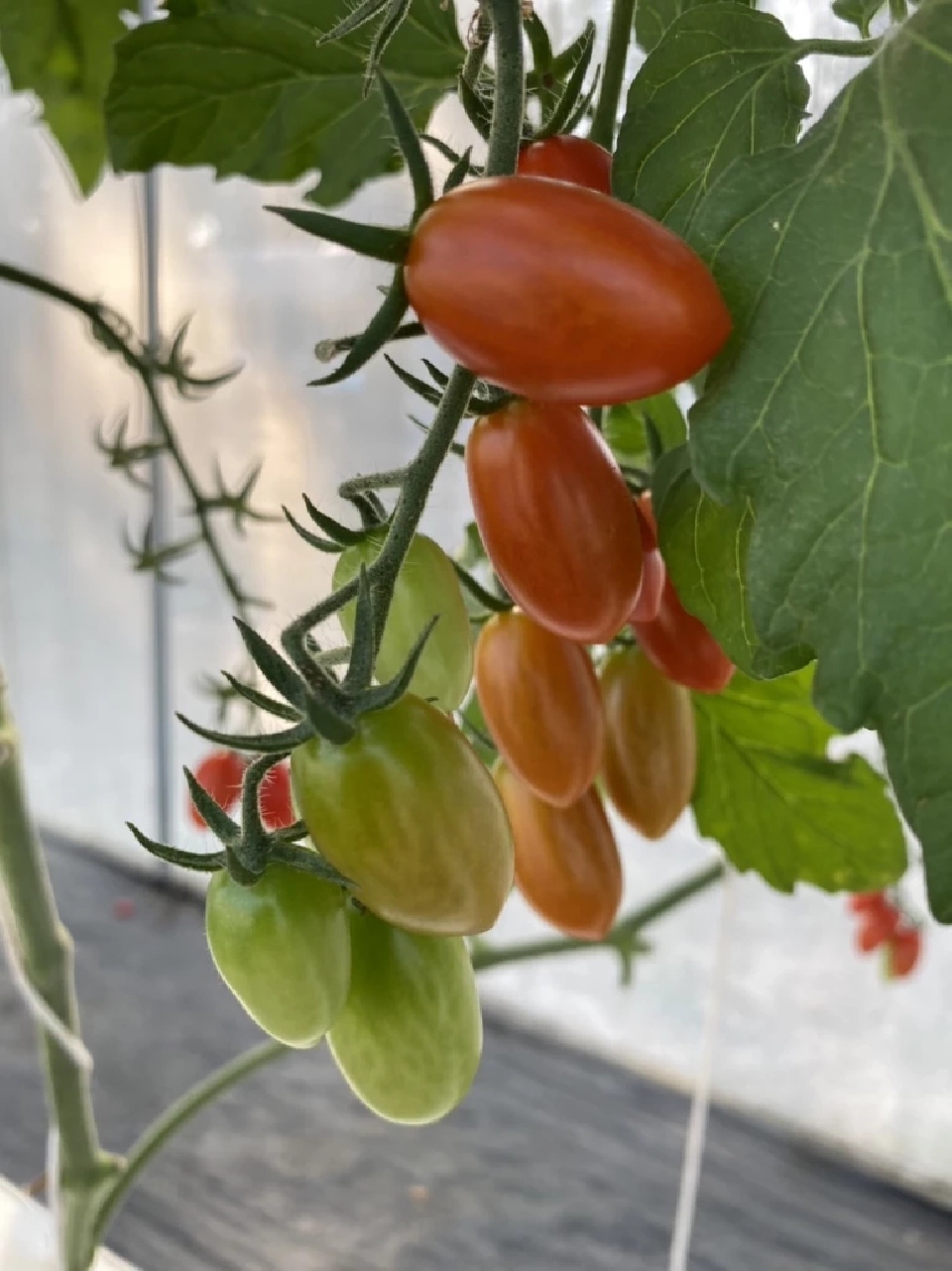 ถอดโมเดล "เกษตรกร" จากรายได้หลักหมี่น สู่ หลักแสน เขาทำกันยังไง?