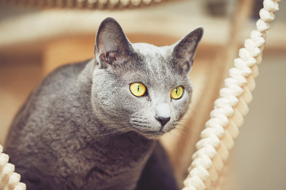 Russian blue แมวพันธ์ุรัสเซีย