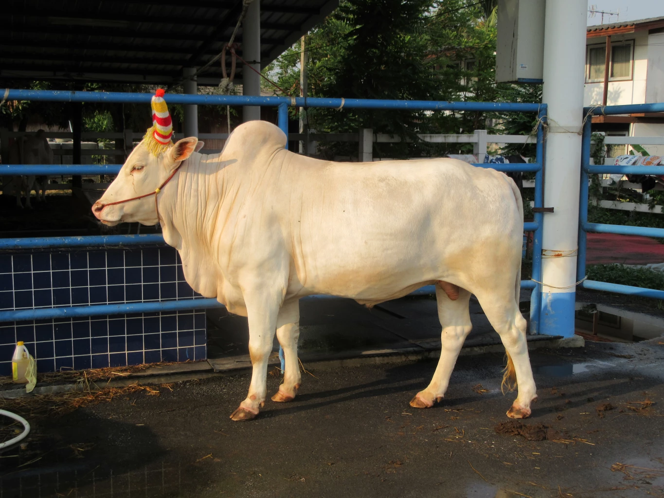 พระโคเพียง