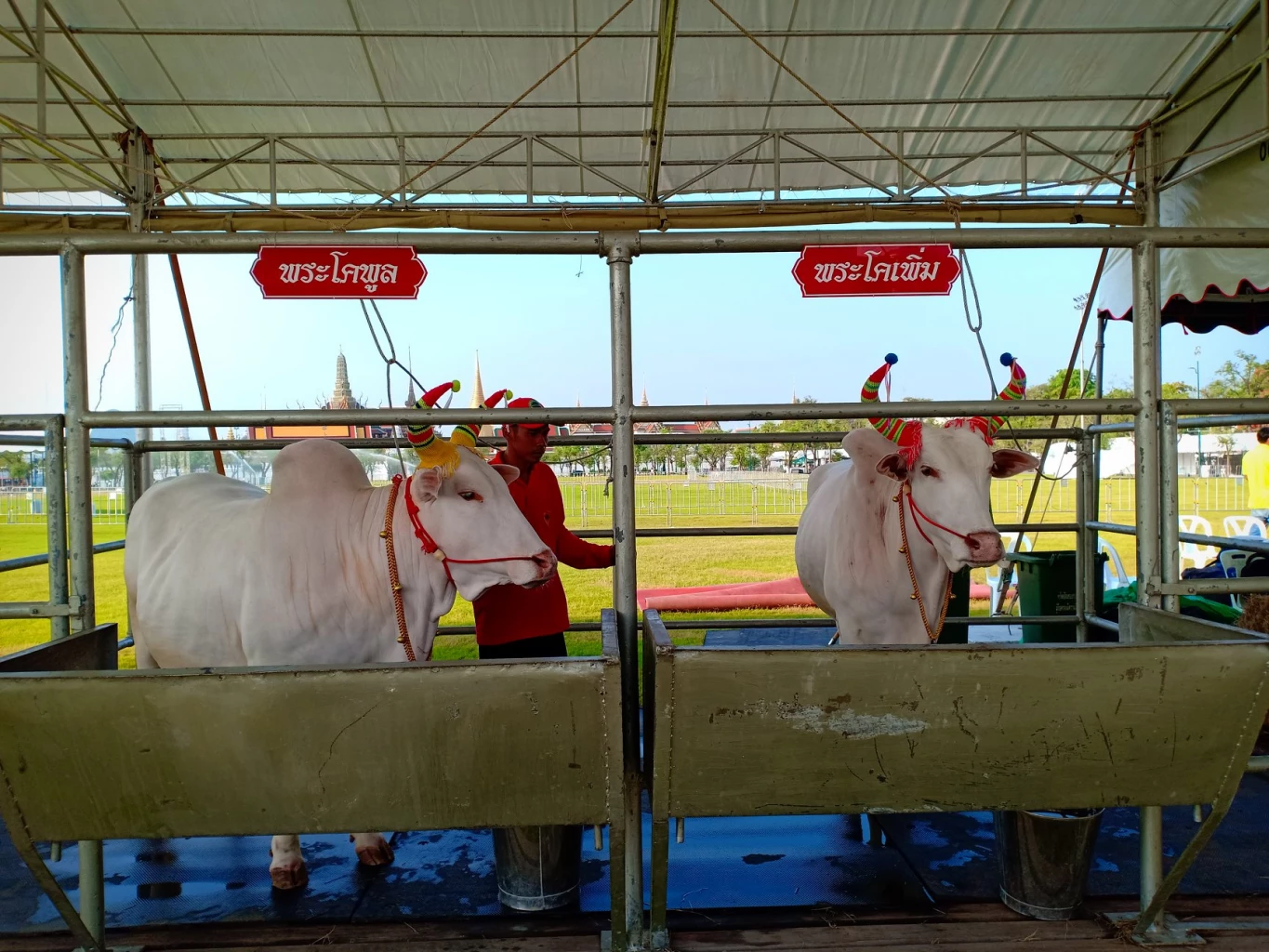 พระโคสำรอง