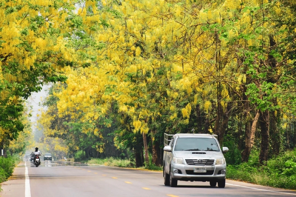 เปิดจุดเช็กอินแลนด์มาร์กใหม่ “ถนนสายดอกคูน” จ.อุตรดิตถ์