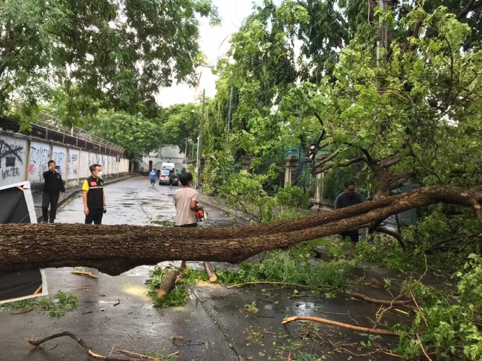 ฝนถล่มหนัก! เขตพระนคร เร่งเคลียร์ต้นไม้โค่นล้ม เปิดทางสัญจร