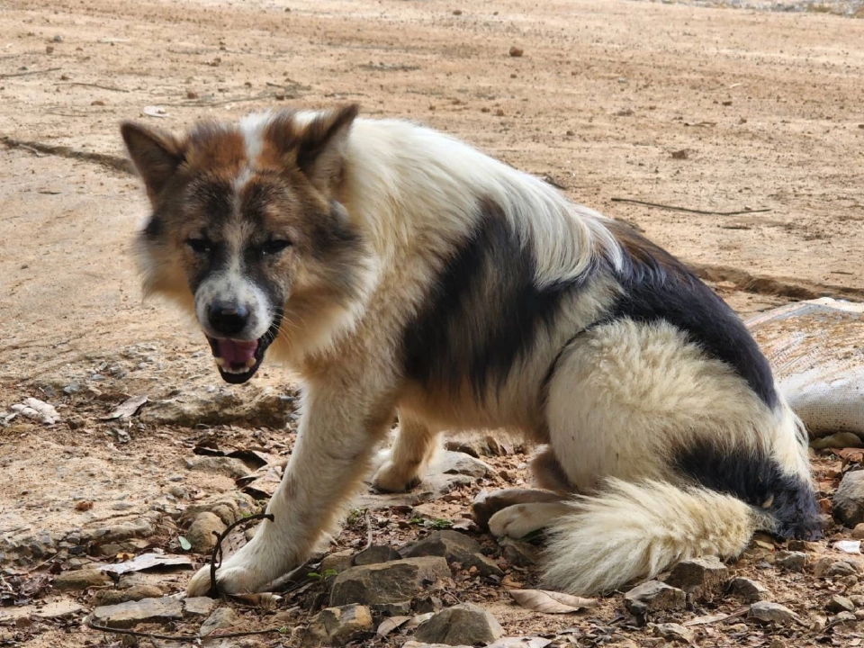 โหมด Potrait zoom 3x กับน้องหมาที่กลัวว่าจะโดนกัด