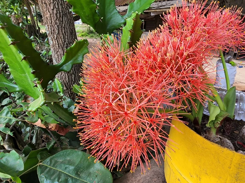 อันนี้ถ่ายด้วยเลนส์ปกติ เพื่อเปรียบเทียบความต่าง