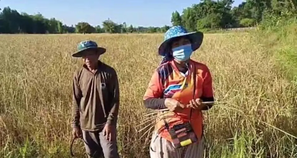 ประกันรายได้ข้าวงวดที่26 มาแล้วชาวนารีบเช็คเลย
