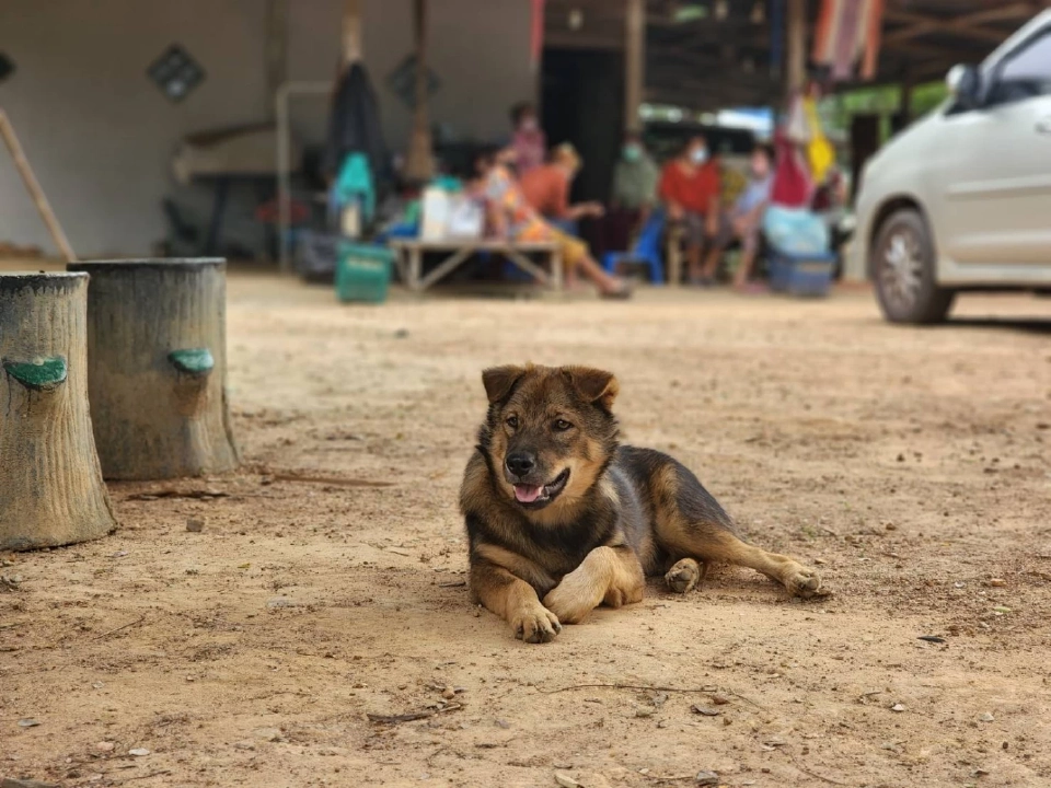 โหมด Potrait zoom 1X กับน้องหมาที่แอบมอง