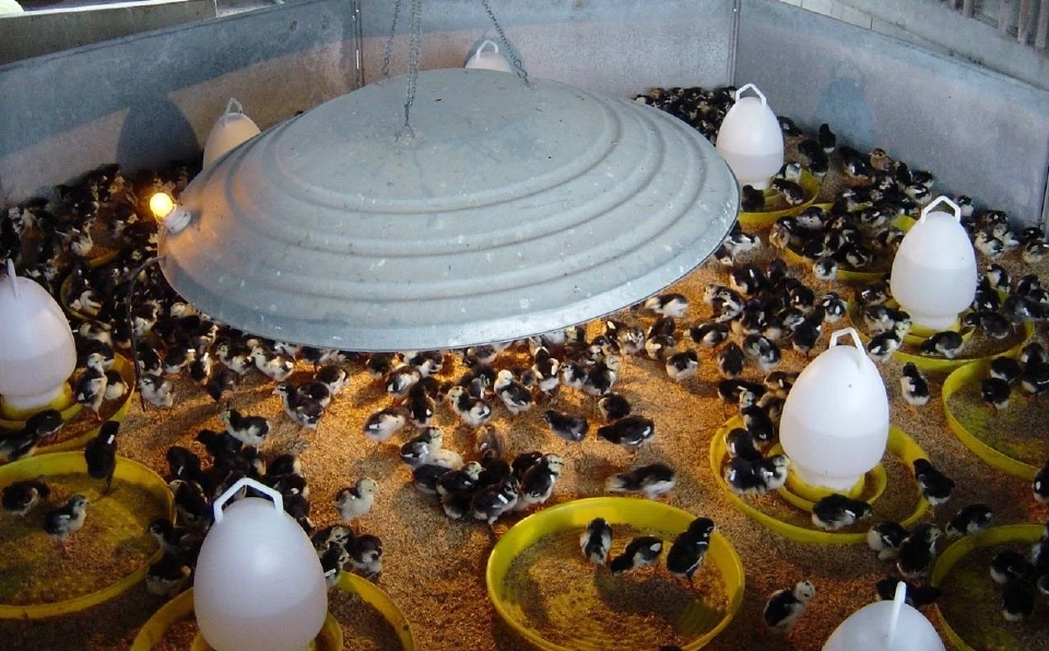 เตือน “เกษตรกร” ระวังโรคระบาดในสัตว์หลังอากาศแปรปรวน