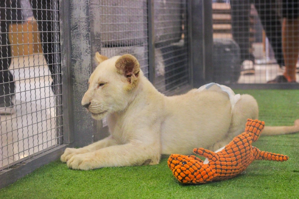 สัตว์แปลก สัตว์ EXOTIC 