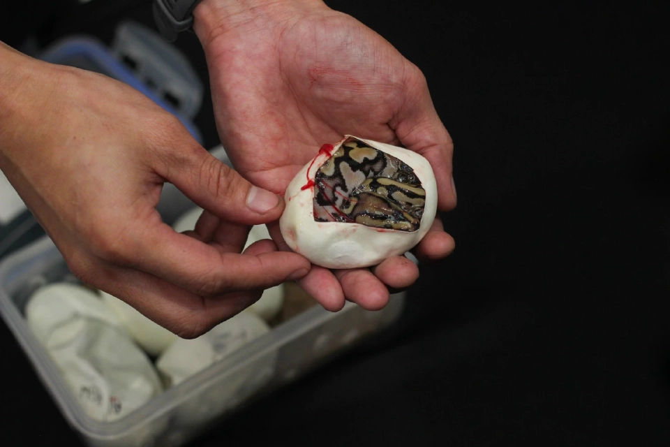 สัตว์แปลก สัตว์ EXOTIC 