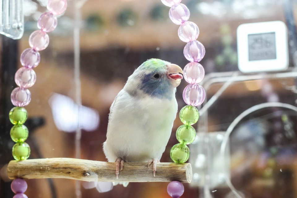 สัตว์แปลก สัตว์ EXOTIC 