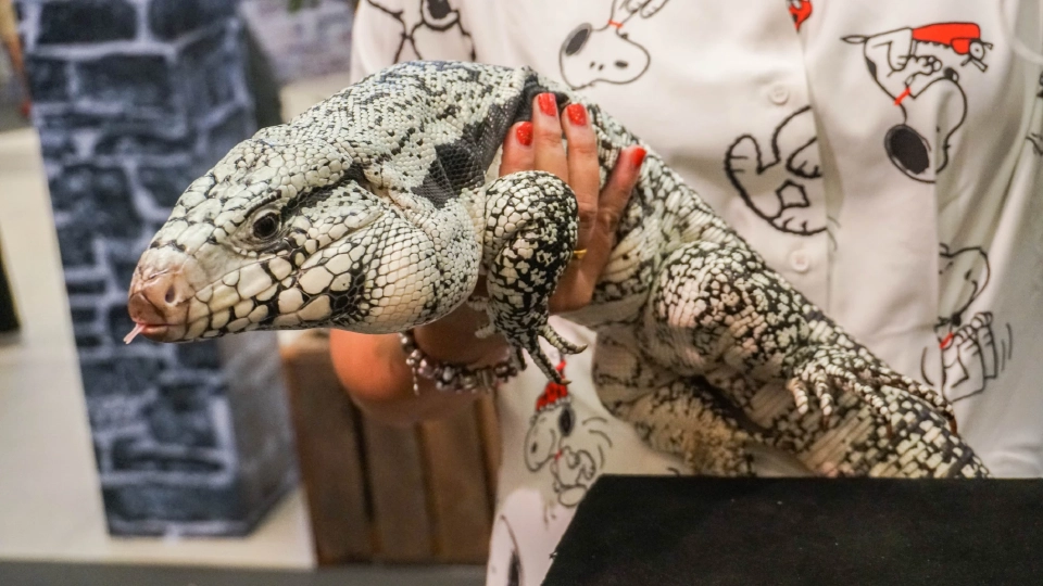 สัตว์แปลก สัตว์ EXOTIC 