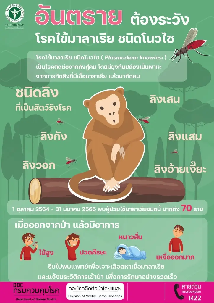 เตือนระวังไข้มาลาเรียสายพันธุ์ “โนวไซ” แพร่เชื้อจากลิงสู่คนได้