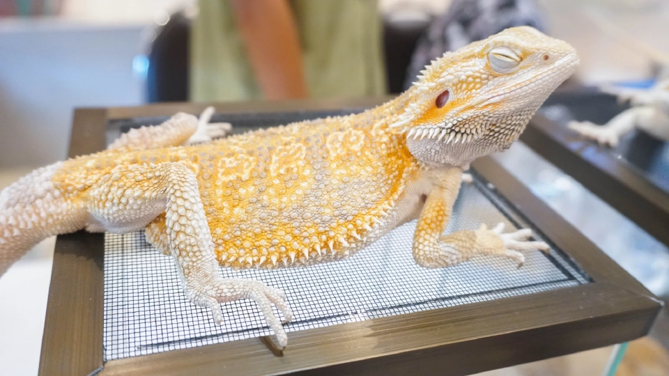 สัตว์แปลก สัตว์ EXOTIC 