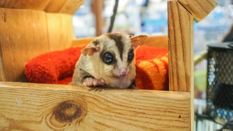 สัตว์แปลก สัตว์ EXOTIC 