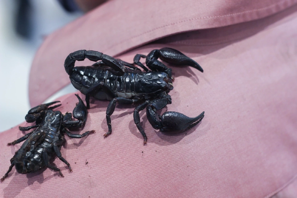 สัตว์แปลก สัตว์ EXOTIC 