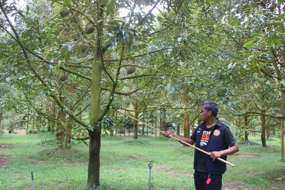 "น้ำ" จาก "โครงการพระราชดำริ" ช่วยชีวิตชาวสวนผลไม้เมืองจันท์