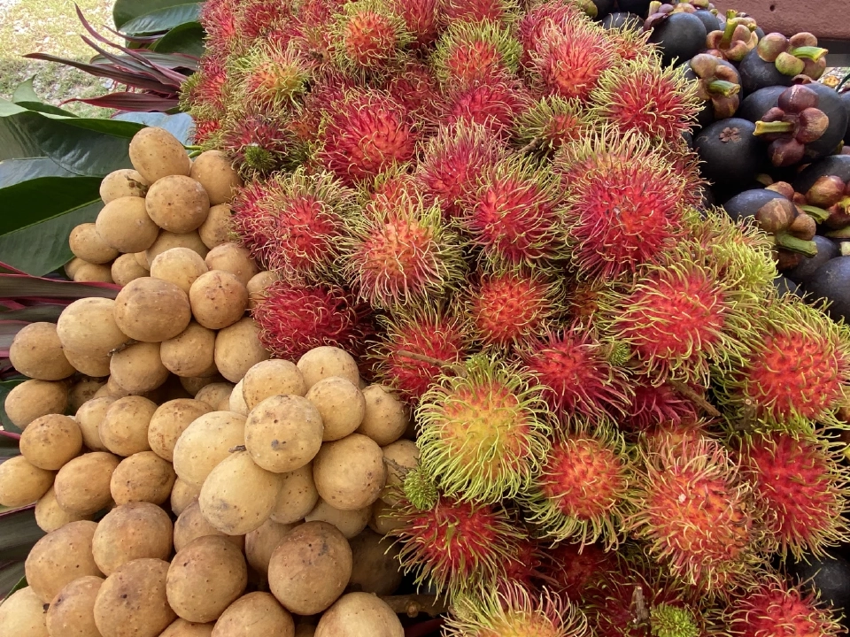 "น้ำ" จาก "โครงการพระราชดำริ" ช่วยชีวิตชาวสวนผลไม้เมืองจันท์