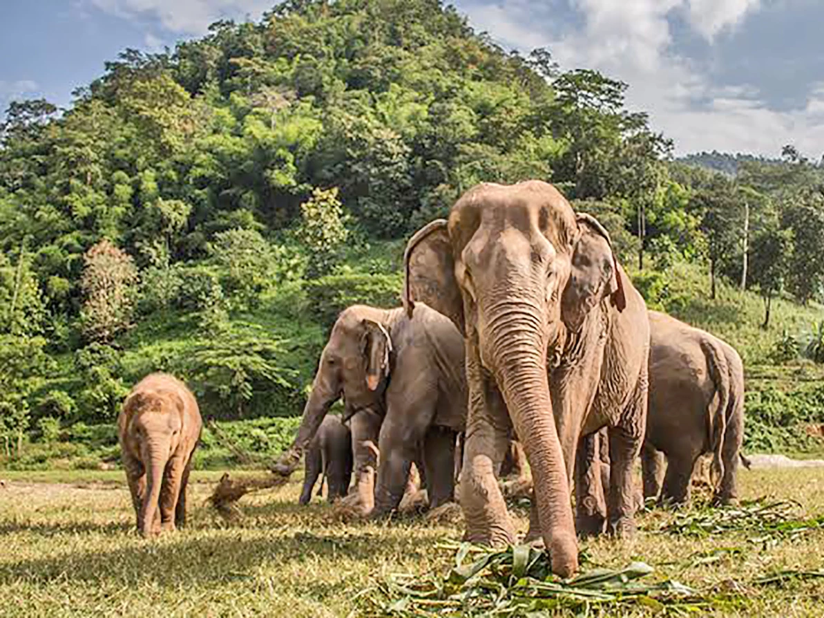 ช้างต่อ และ การตกมัน