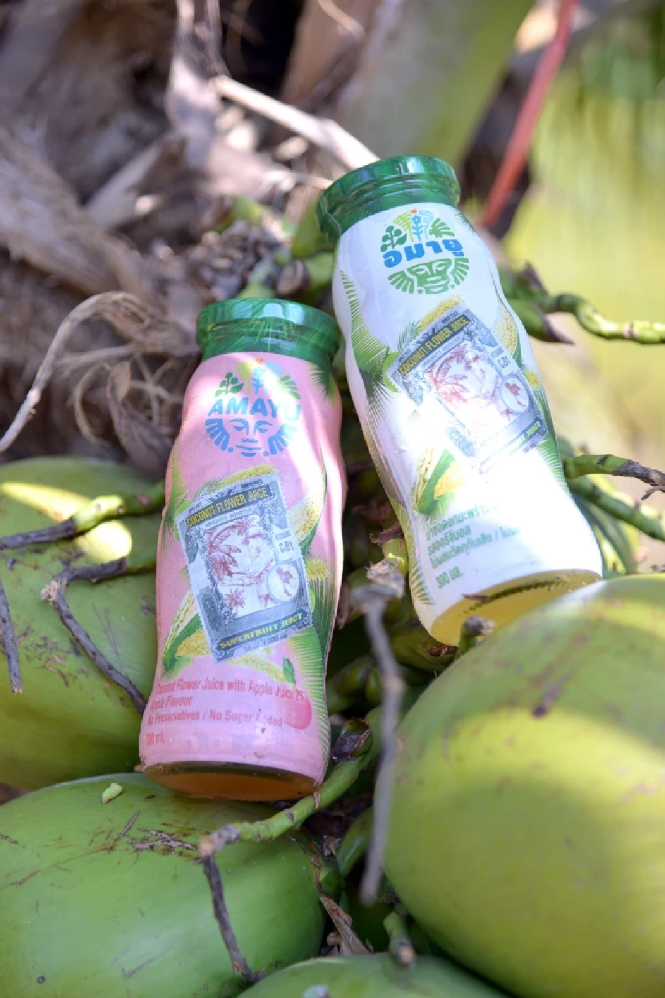 “อาเจ” แตกแบรนด์ใหม่ “อมายู” ส่งซูเปอร์ฟู้ด น้ำช่อดอกมะพร้าว บุกตลาดโลก