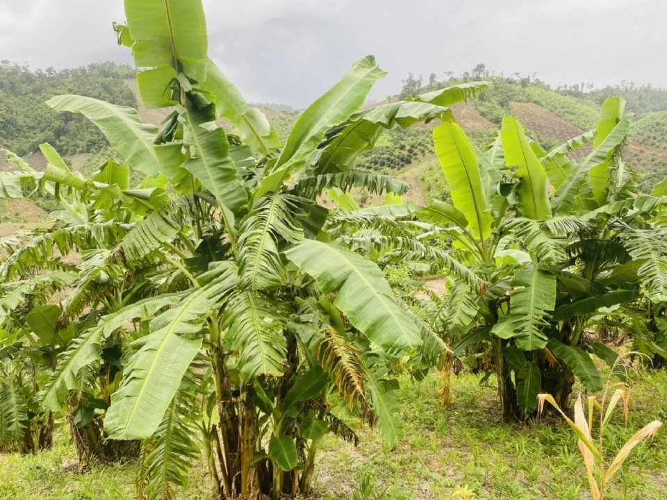 SUN รวมพลังวิสาหกิจชุมชน ส่ง “กล้วยน้ำว้าหนึบ” ดันรายได้สู่ชุมชน