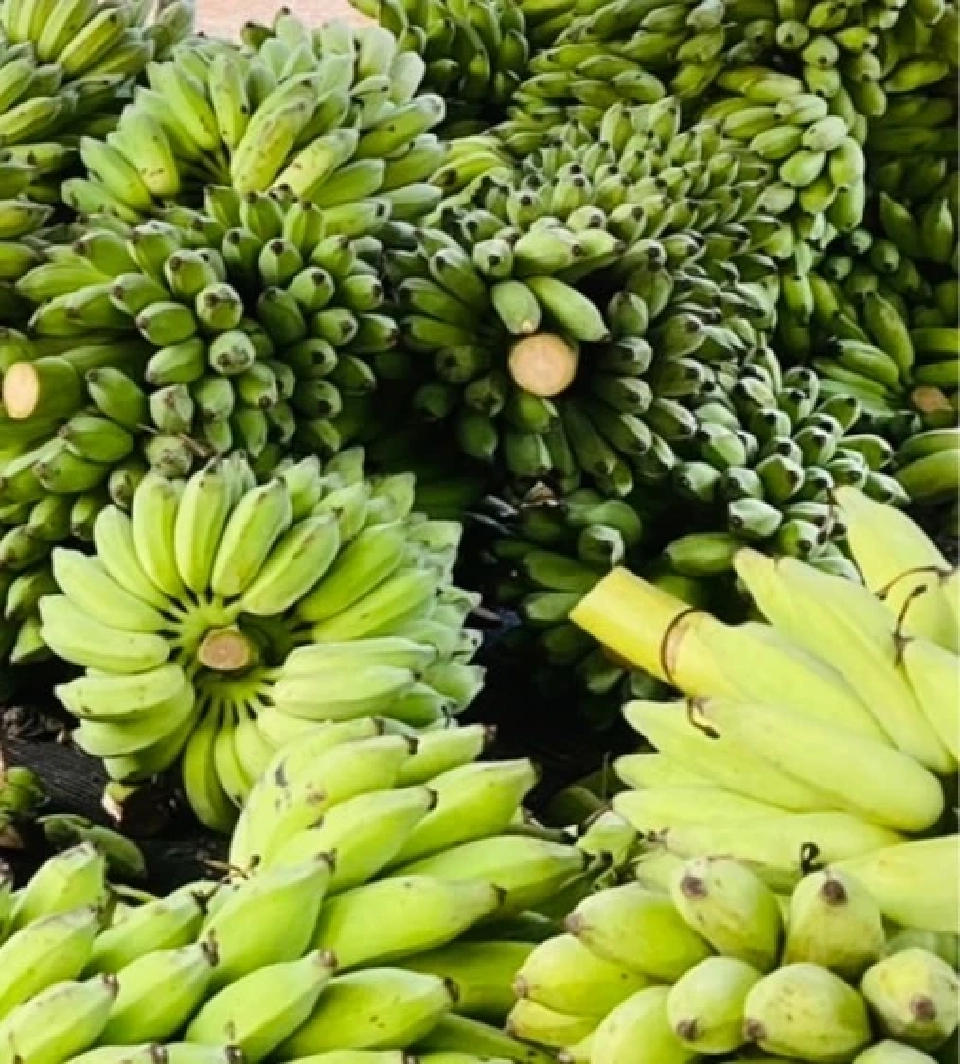 SUN รวมพลังวิสาหกิจชุมชน ส่ง “กล้วยน้ำว้าหนึบ” ดันรายได้สู่ชุมชน