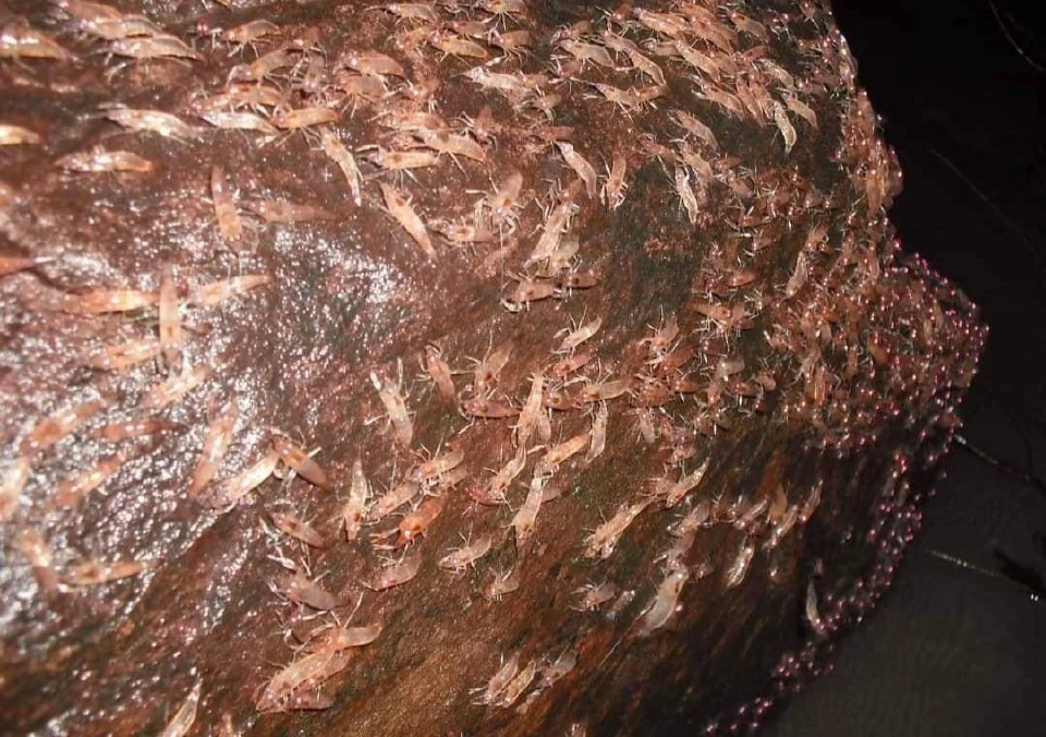 1 ปีมีครั้งเดียว ปรากฏการณ์ “กุ้งเดินขบวน” เดือนก.ย.นี้