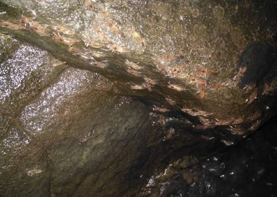 1 ปีมีครั้งเดียว ปรากฏการณ์ “กุ้งเดินขบวน” เดือนก.ย.นี้