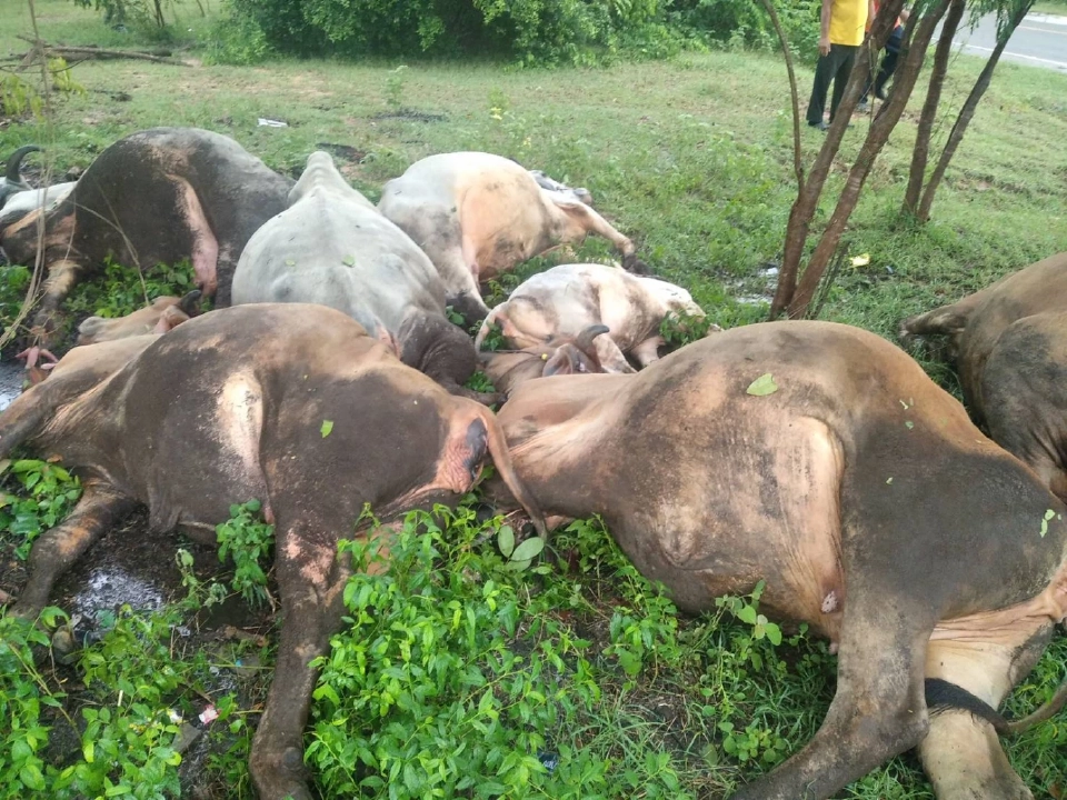 ปศุสัตว์จังหวัดนครราชสีมา ให้การช่วยเหลือเกษตรกรที่ถูกฟ้าผ่าโคตาย 7 ตัว