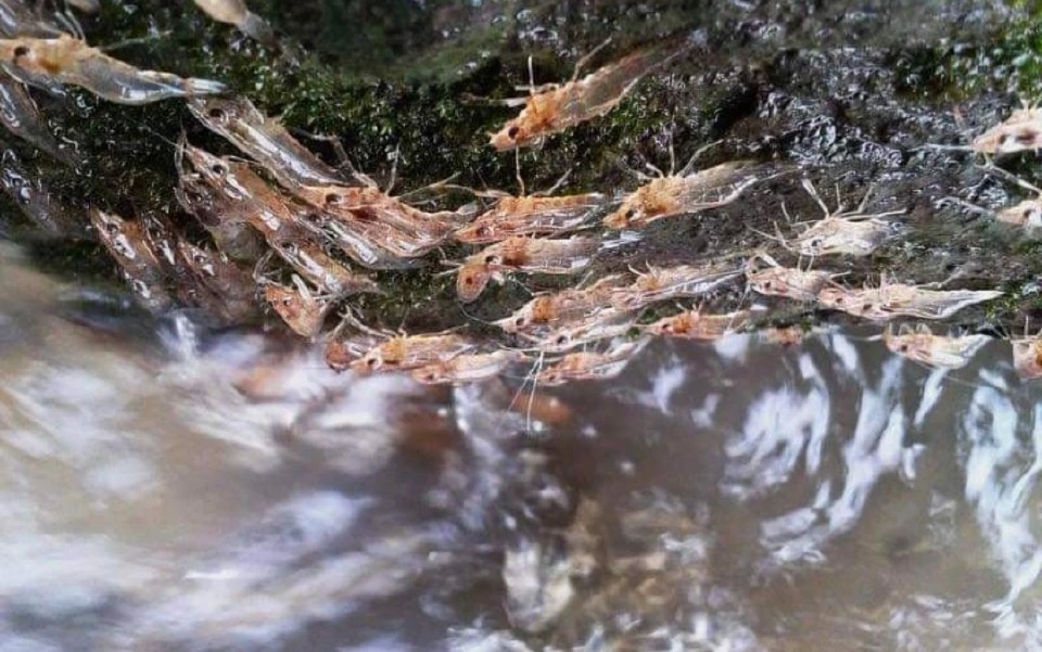 1 ปีมีครั้งเดียว ปรากฏการณ์ “กุ้งเดินขบวน” เดือนก.ย.นี้