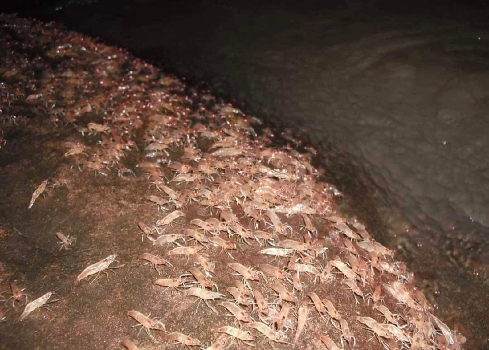 1 ปีมีครั้งเดียว ปรากฏการณ์ “กุ้งเดินขบวน” เดือนก.ย.นี้