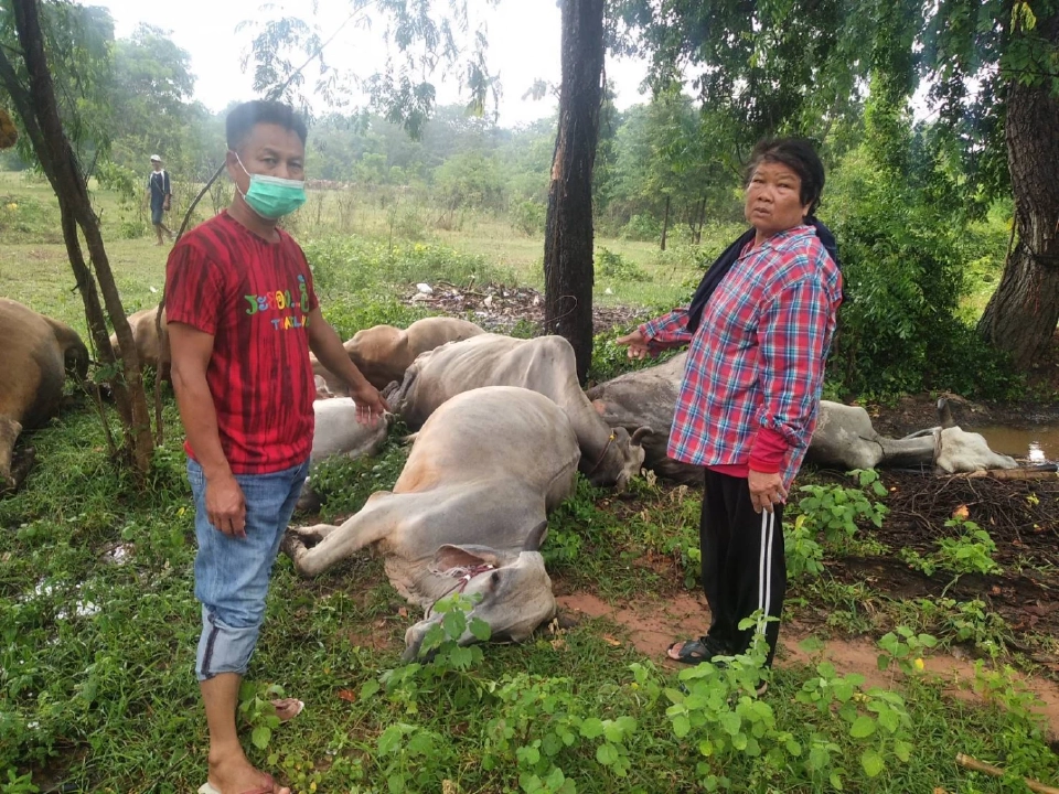 ปศุสัตว์จังหวัดนครราชสีมา ให้การช่วยเหลือเกษตรกรที่ถูกฟ้าผ่าโคตาย 7 ตัว