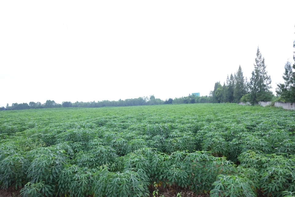 กลุ่มพูลผล สร้างชุมชนยั่งยืน ส่งมอบศูนย์เรียนรู้มันสำปะหลังครบวงจร