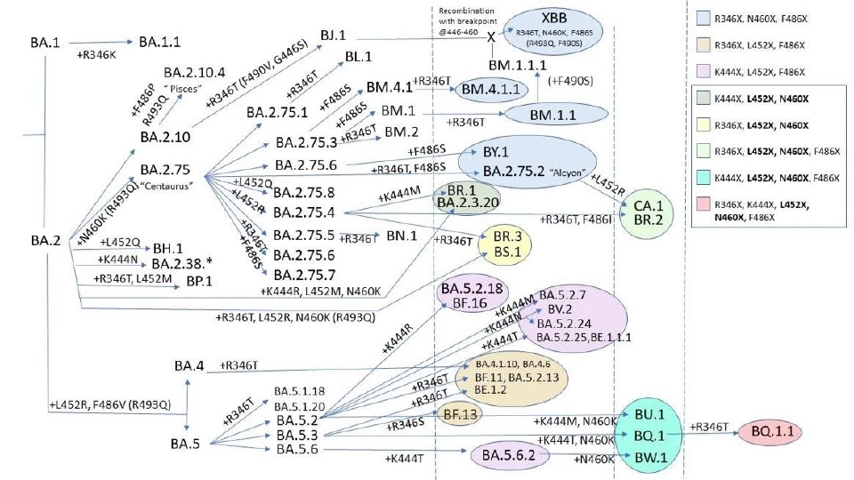 โอมิครอน BQ.1.1 แพร่ระบาดเร็วที่สุดในโลกจริงหรือไม่