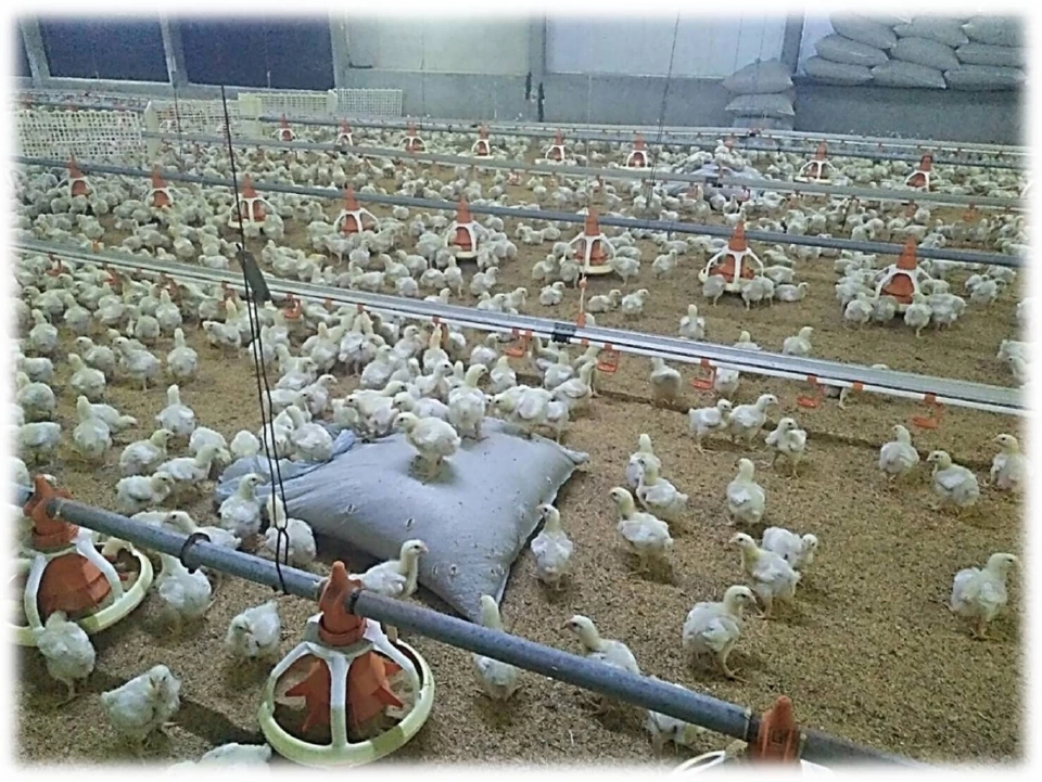 CPF ได้รับรอง LR Farm F1rst ตอกย้ำการผลิตไก่เนื้อคำนึงถึงหลักสวัสดิภาพสัตว์