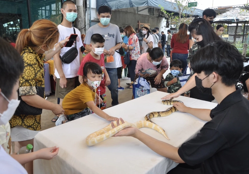 "บัวน้อย” กอริลลาตัวสุดท้ายในไทย สวนสัตว์พาต้า ประชาชนเข้าชมคึกคัก