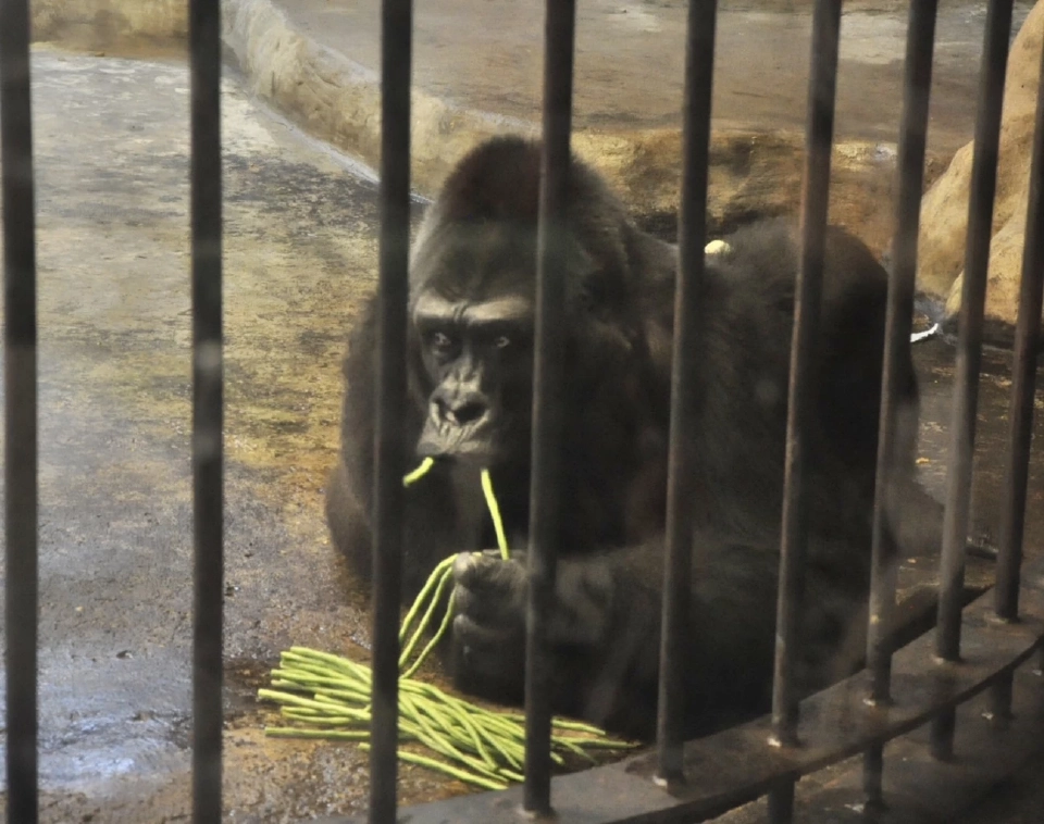 "บัวน้อย” กอริลลาตัวสุดท้ายในไทย สวนสัตว์พาต้า ประชาชนเข้าชมคึกคัก