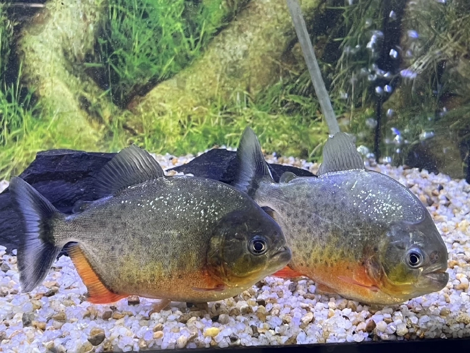 รู้ยัง  “เลี้ยงปลาปิรันยา” โทษปรับสูงสุด 1 ล้านบาท