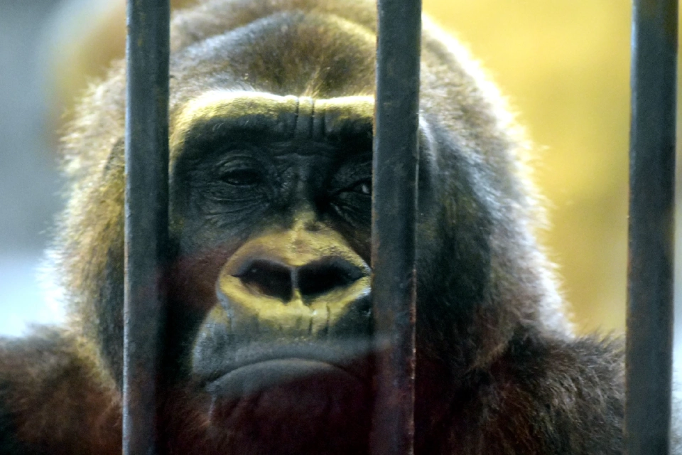 "บัวน้อย” กอริลลาตัวสุดท้ายในไทย สวนสัตว์พาต้า ประชาชนเข้าชมคึกคัก