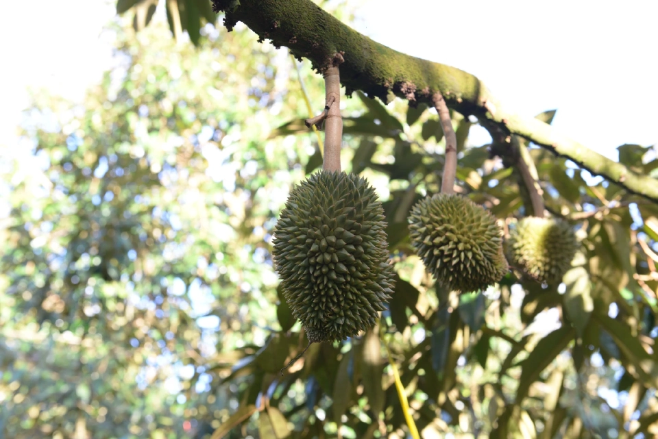 อย่าตุกติก “กรมวิชาการเกษตร” เข้มส่งออกทุเรียนใต้ไปจีน