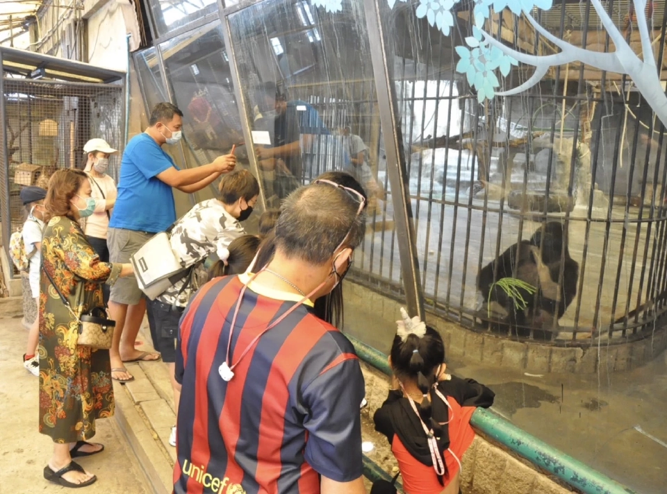 "บัวน้อย” กอริลลาตัวสุดท้ายในไทย สวนสัตว์พาต้า ประชาชนเข้าชมคึกคัก